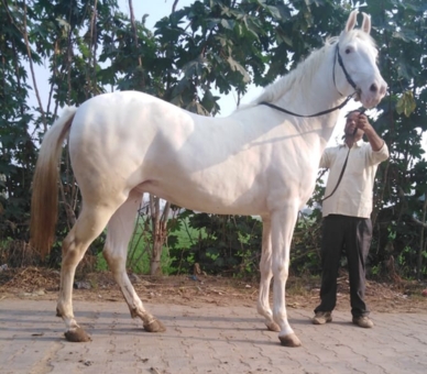 Wedding at The Zenana Mahal